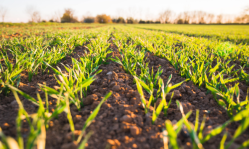 Blockchain in Agriculture: From Farm to Table with Transparency